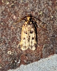 Martyringa latipennis