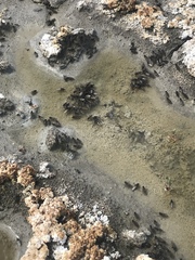 Ephydra cinerea
