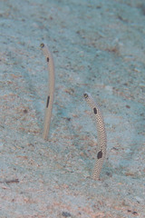 Heteroconger hassi