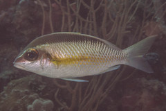 Scolopsis margaritifera