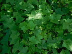 Echinocystis lobata