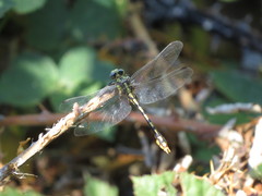 Ophiogomphus