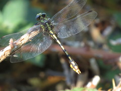 Ophiogomphus