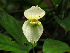 Image of Dalechampia tiliifolia