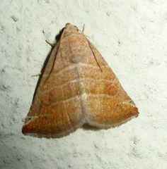 Eublemma baccatrix