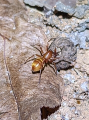 Castianeira trilineata