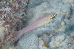 Ostorhinchus apogonoides