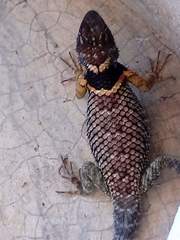 Sceloporus aureolus