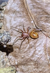 Castianeira trilineata