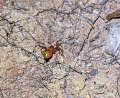 Castianeira trilineata