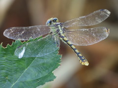 Ophiogomphus