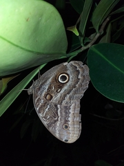 Caligo illioneus