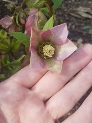 Helleborus