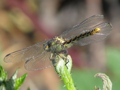 Ophiogomphus
