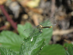 Ophiogomphus