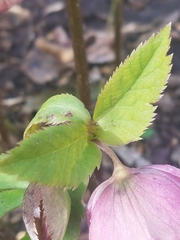 Helleborus
