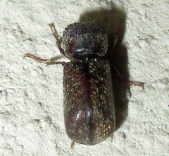 Calodectes laniger