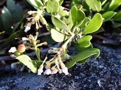 Arctostaphylos nevadensis