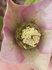 Helleborus