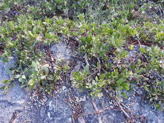 Arctostaphylos nevadensis