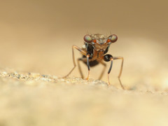 Sphyracephala brevicornis