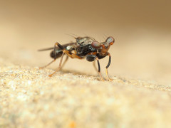 Sphyracephala brevicornis