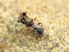 Sphyracephala brevicornis