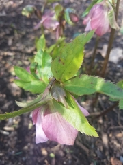 Helleborus