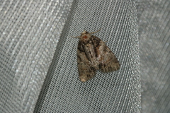Chytonix