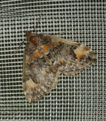 Dysstroma hersiliata