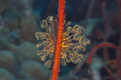 Clavelina detorta