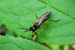 Tenthredo leucostoma