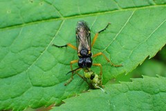 Tenthredo leucostoma