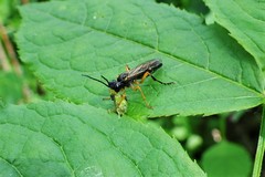 Tenthredo leucostoma