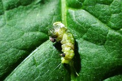 Tenthredo leucostoma