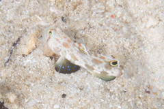 Signigobius biocellatus