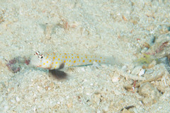 Amblyeleotris guttata