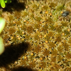 Sphagnum fuscum