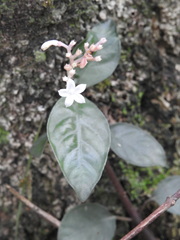 Ophiorrhiza grandiflora