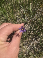 Sisyrinchium idahoense
