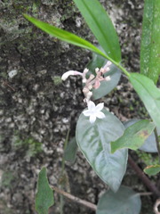 Ophiorrhiza grandiflora