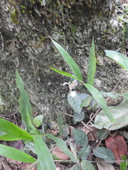 Ophiorrhiza grandiflora
