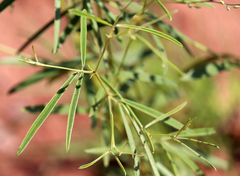 Pediomelum linearifolium