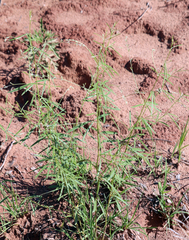 Pediomelum linearifolium