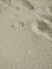 Trimerotropis maritima