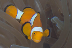 Amphiprion percula