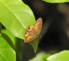 Hypocysta irius