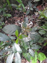 Ophiorrhiza grandiflora