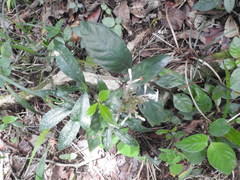 Ophiorrhiza grandiflora