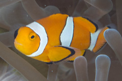 Amphiprion percula